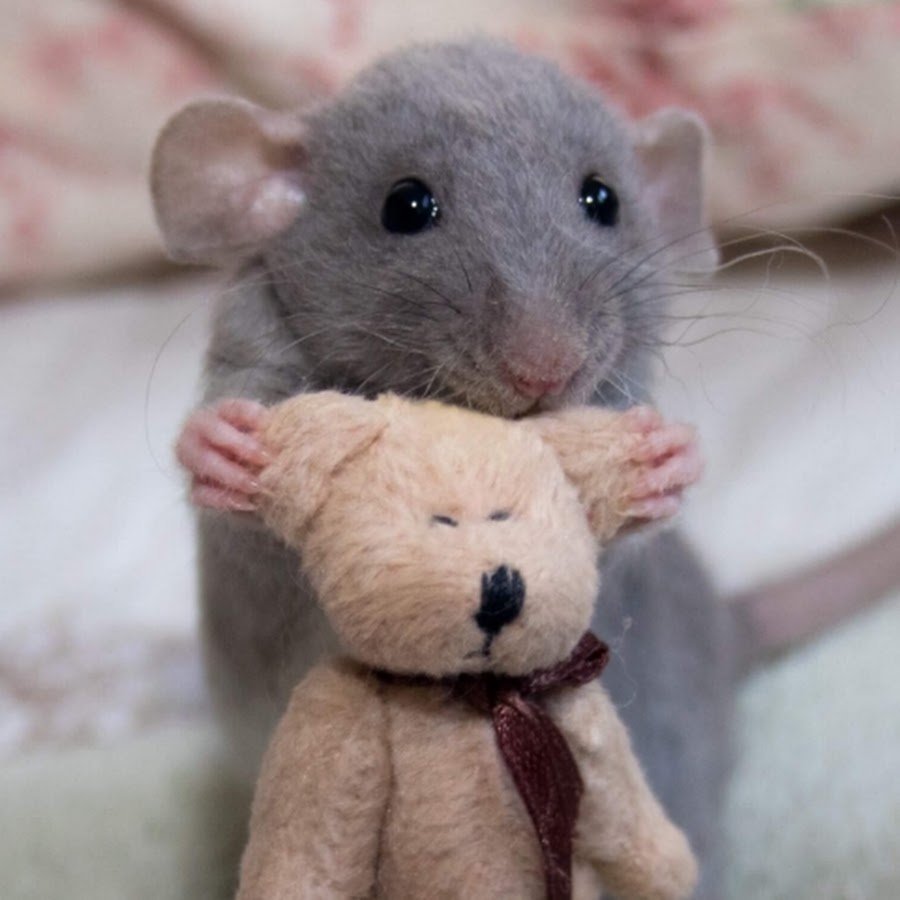 Крыса Дамбо голубая