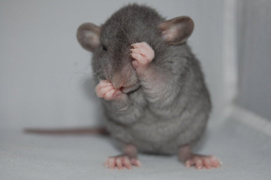 Крыса Дамбо рекс голубая