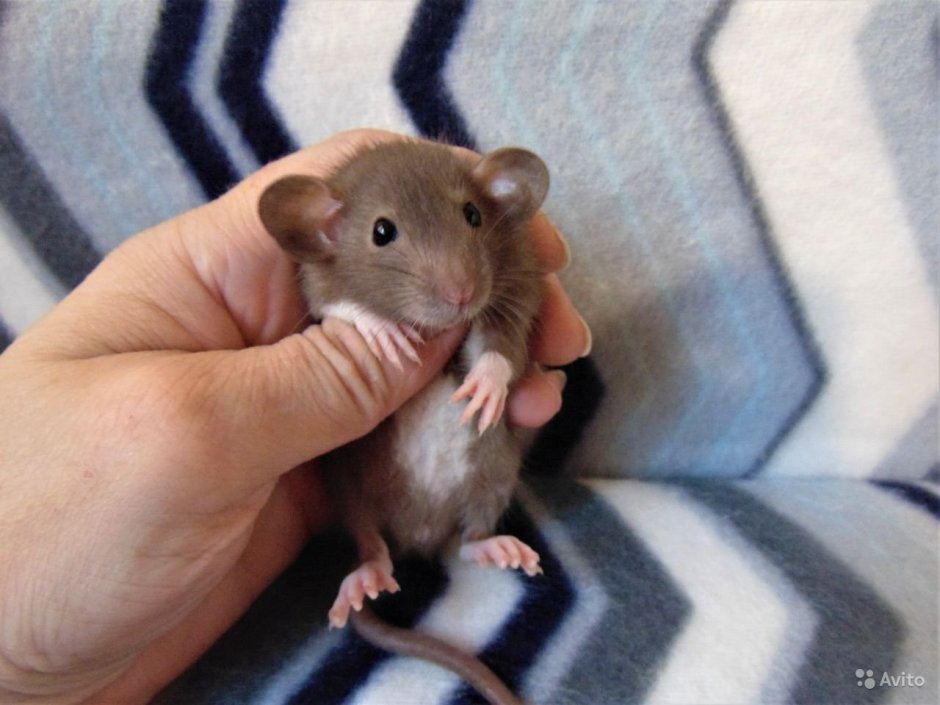 Голубые крысята Дамбо