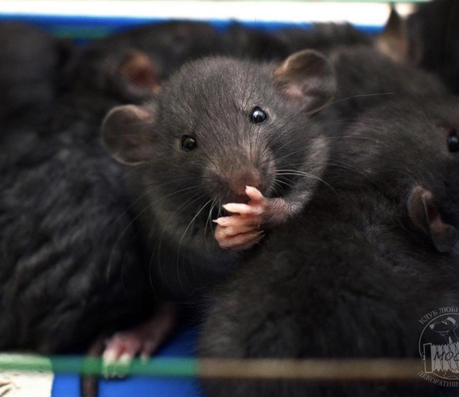 Крыса Дамбо голубая норка