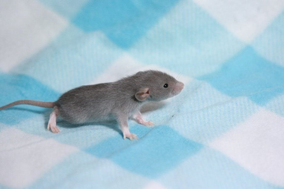 Крыса Дамбо