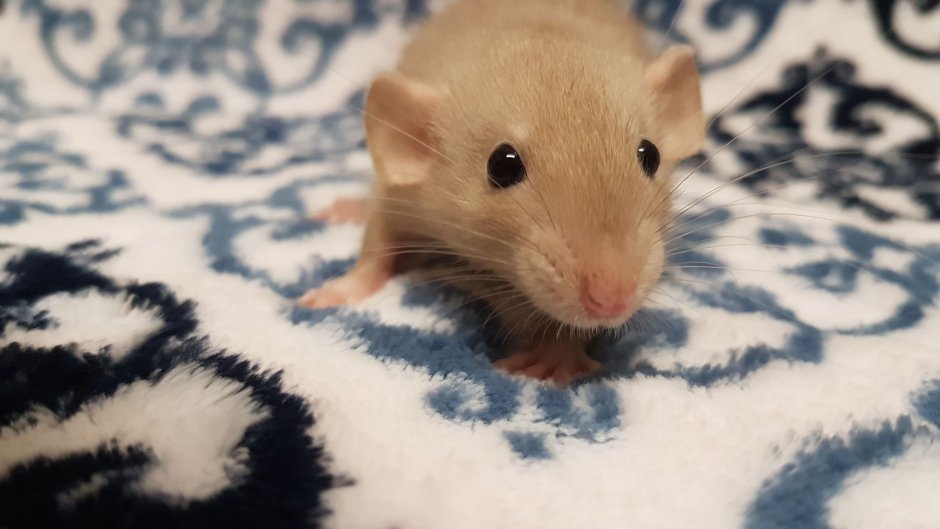 Дамбо голубая норка