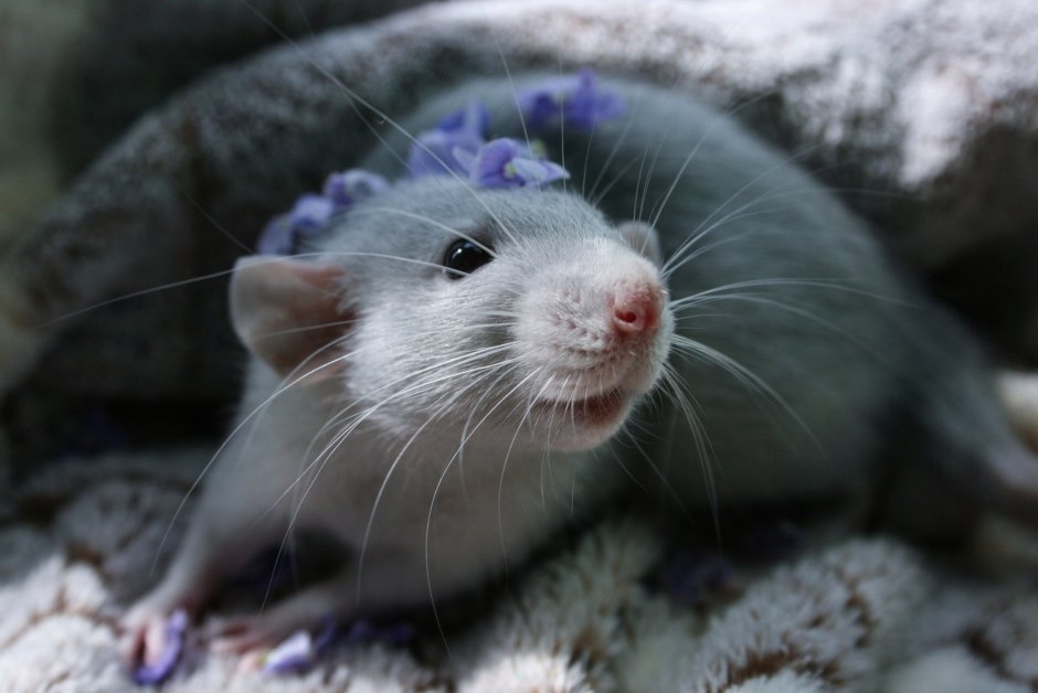 Крыса породы Дамбо