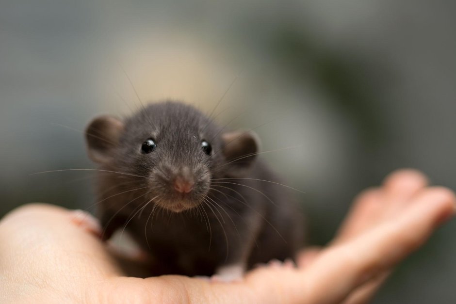 Крыса Дамбо голубая