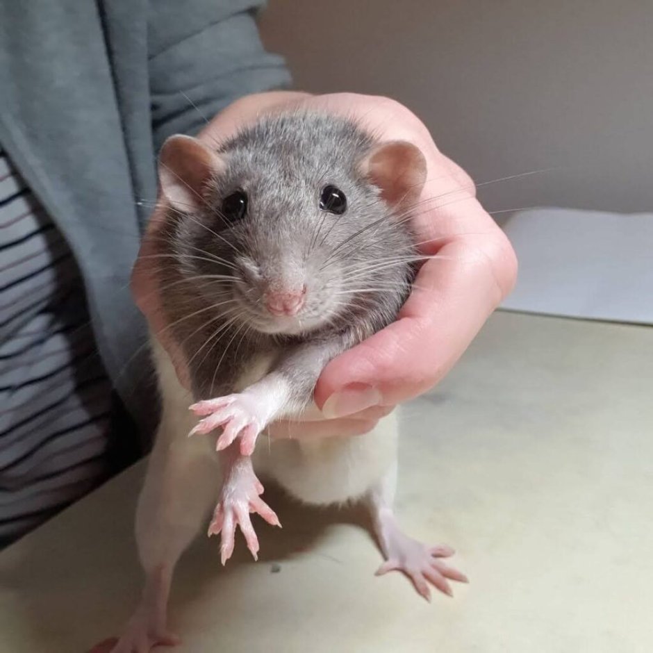 Крысы Дамбо маленькие