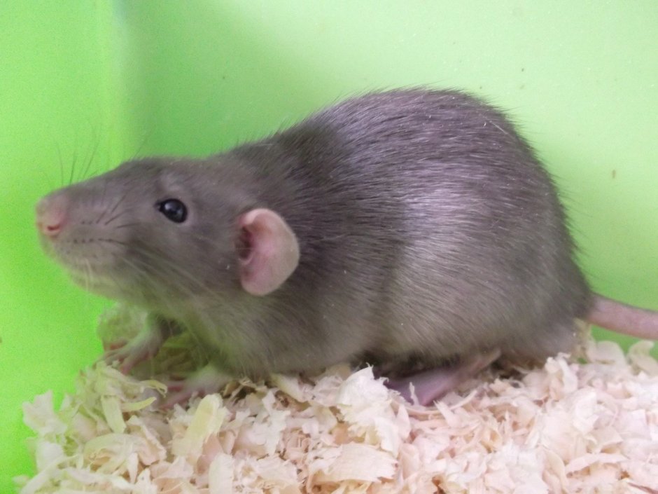 Голубые крысята Дамбо