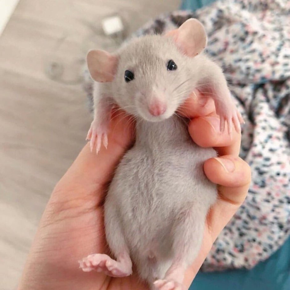 Крысы Дамбо взрослые