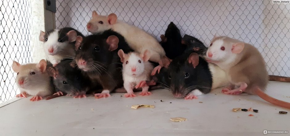 Гималайская крыса Дамбо