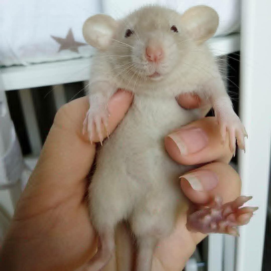 Крыса Дамбо белая