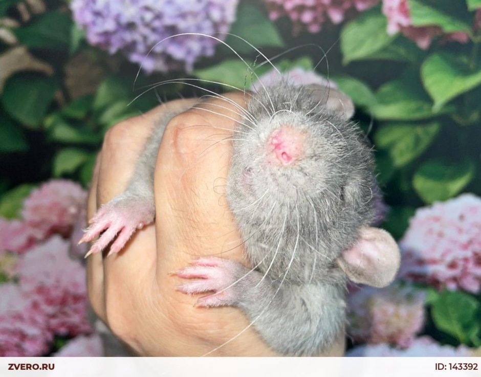 Крыса Дамбо вельветин фото