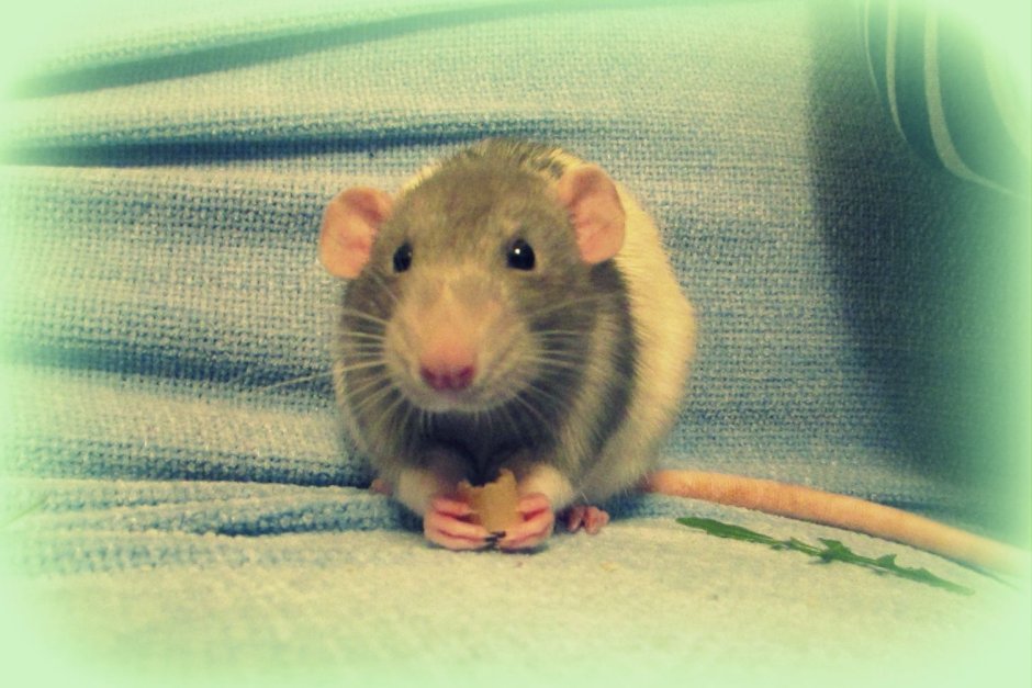 Крыса Дамбо маленькая и взрослая