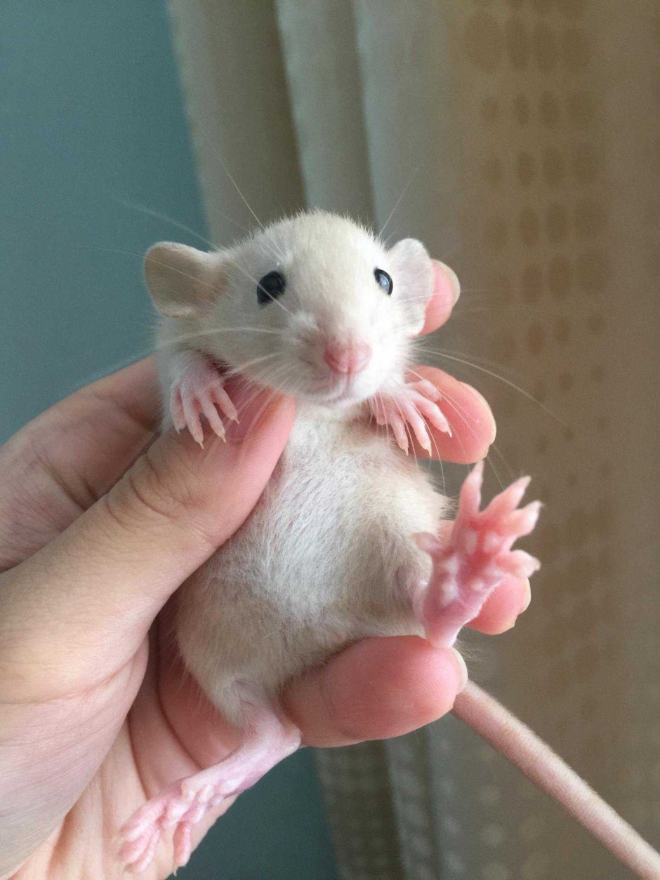 Крыса Дамбо серая