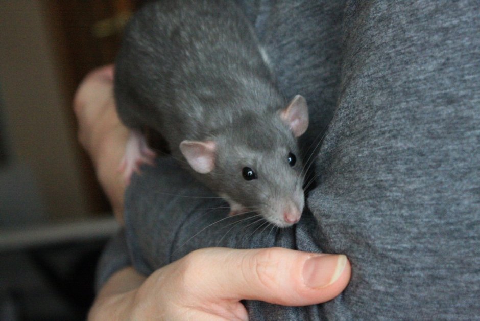 Крыса Дамбо Рататуй