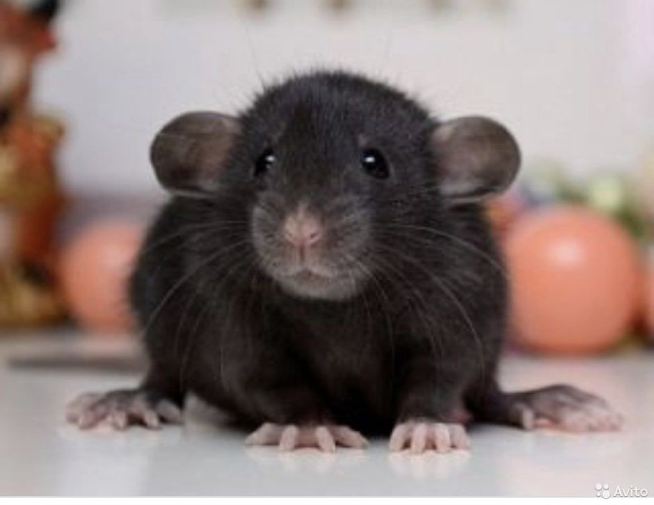 Крыса Дамбо окрас хаски