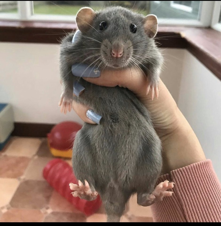 Крыса Дамбо купить в Москве питомник