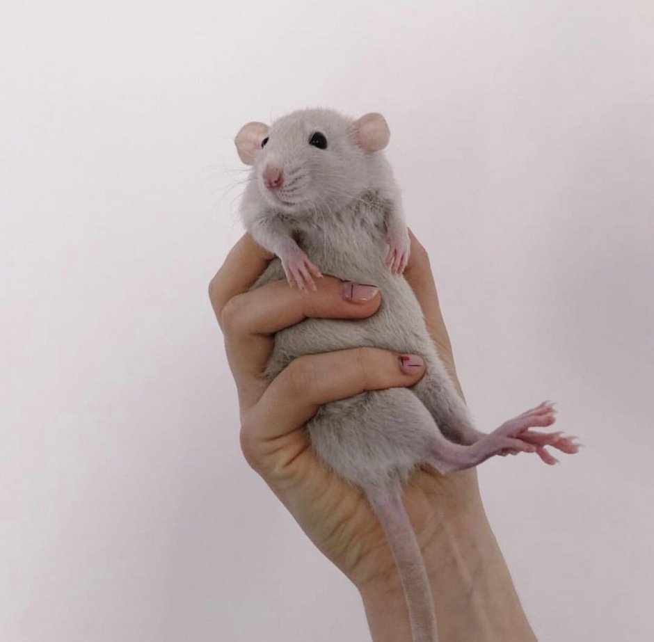 Голубые крысята Дамбо