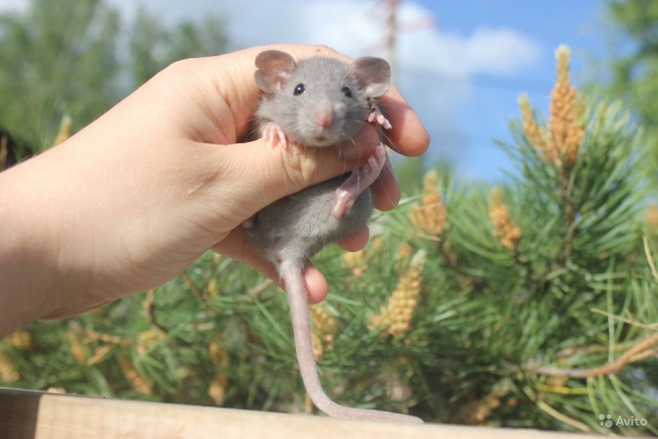 Сатиновая крыса Дамбо