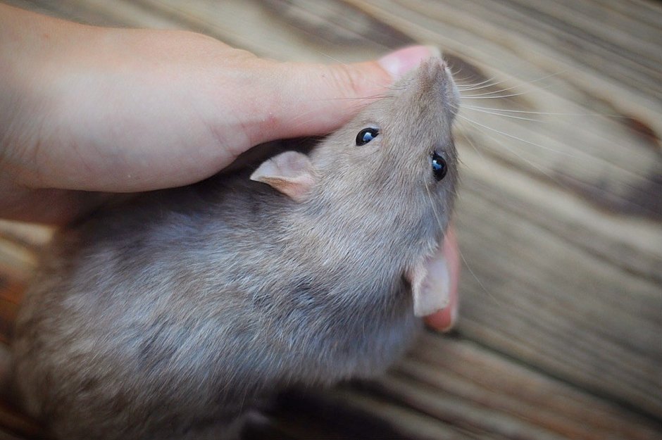 Крыса Дамбо рекс голубая