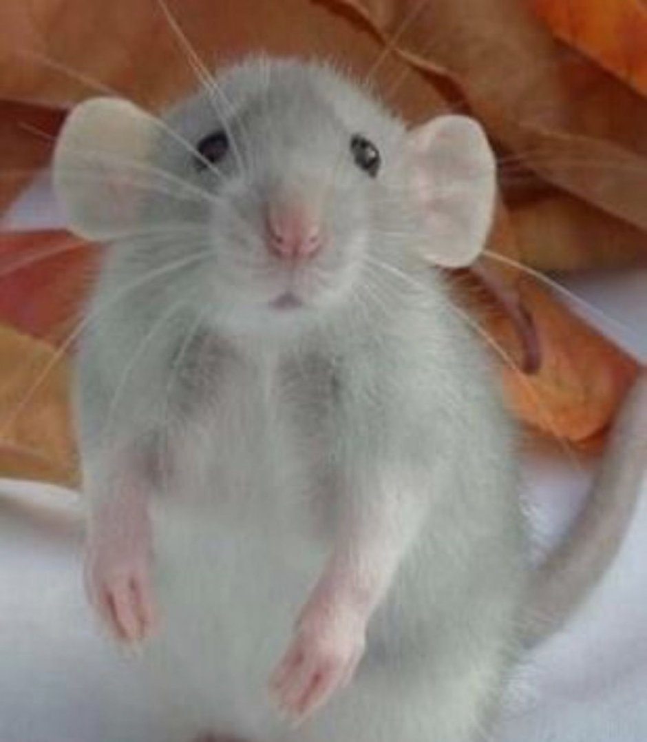 Крыса Дамбо голубая Рататуй