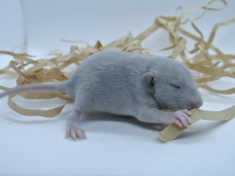 Крыса голубая норка
