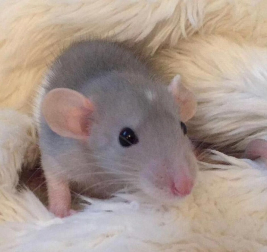 Ушастые крысы Дамбо