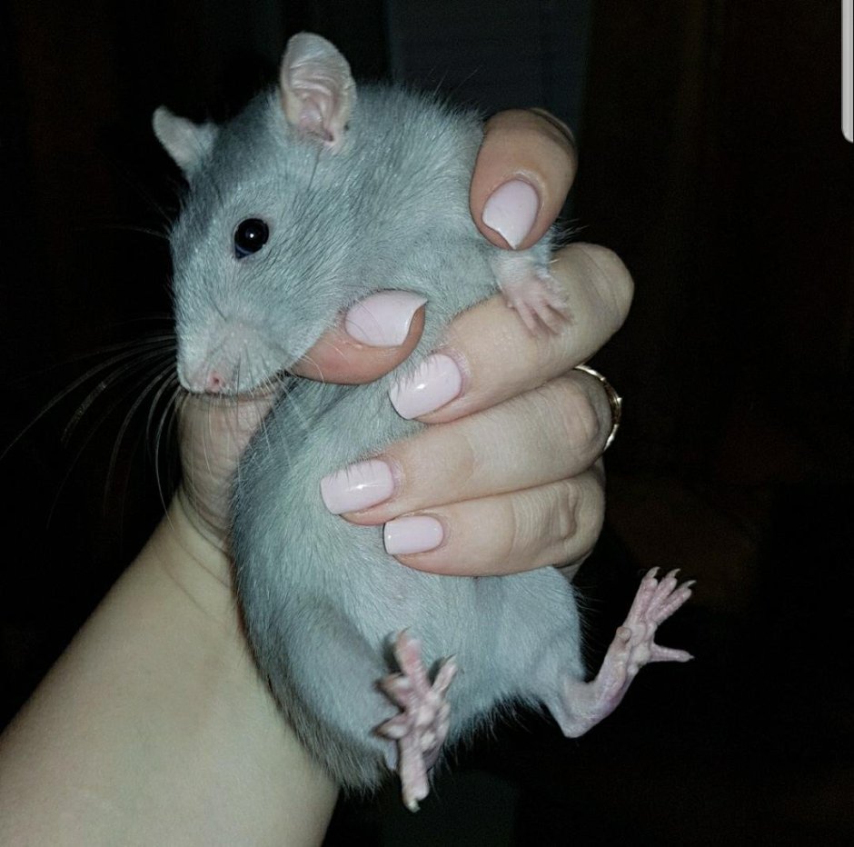 Декоративная крыса Дамбо рекс