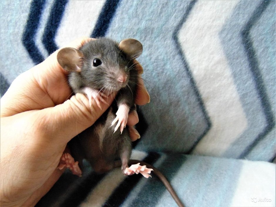 Крыса Дамбо черная