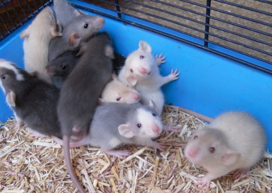 Крыса Дамбо альбинос