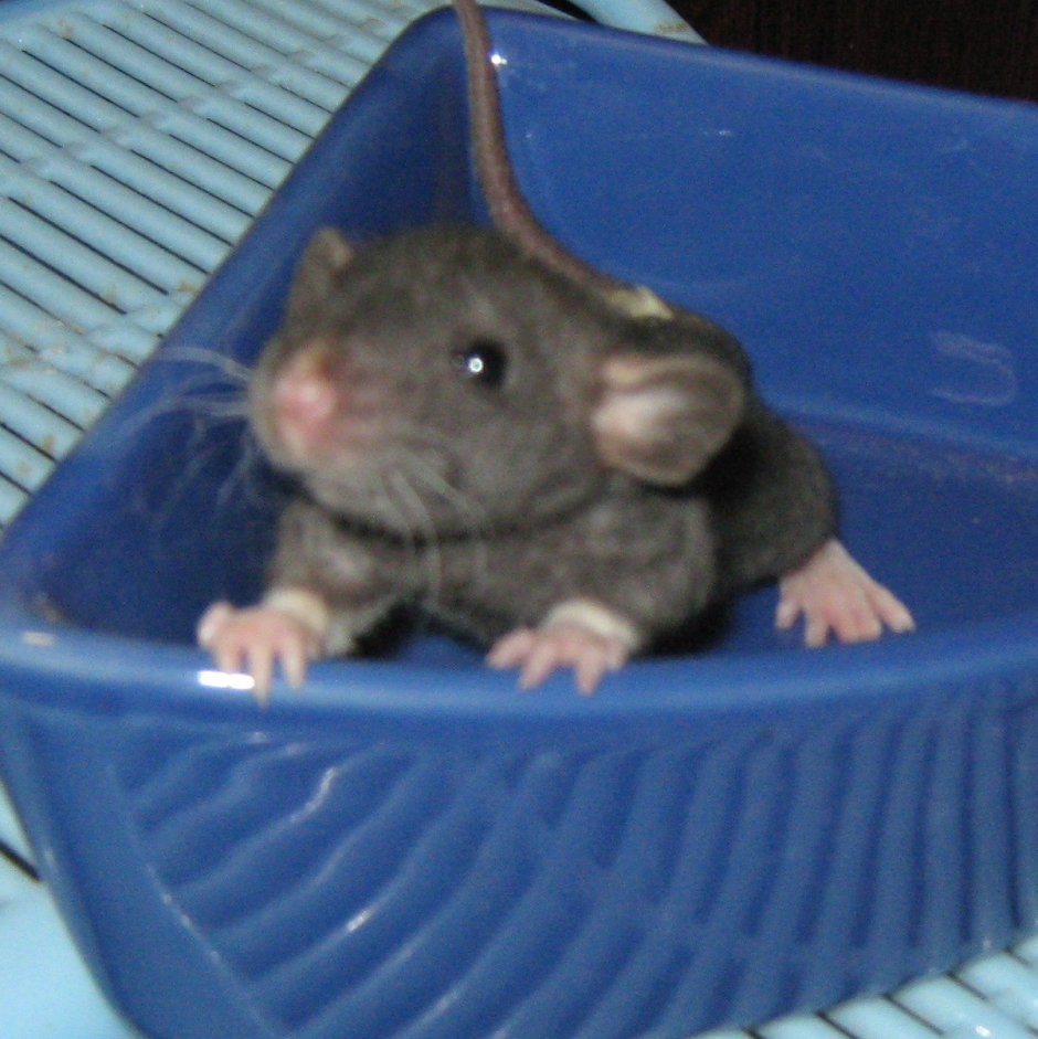 Крыса Дамбо девочка