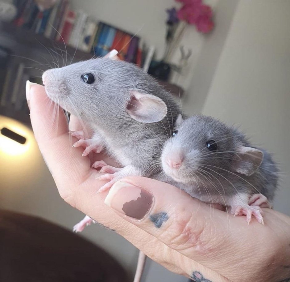 Крыса Дамбо голубая норка