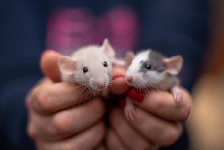 Крыса Дамбо голубая