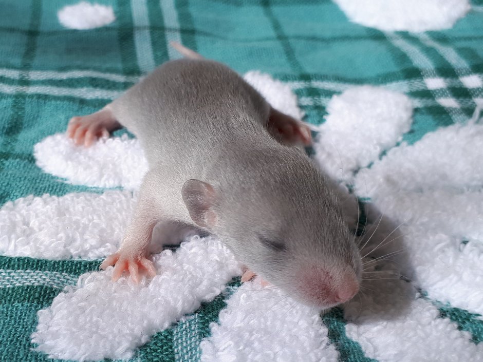 Крысята Дамбо рекс