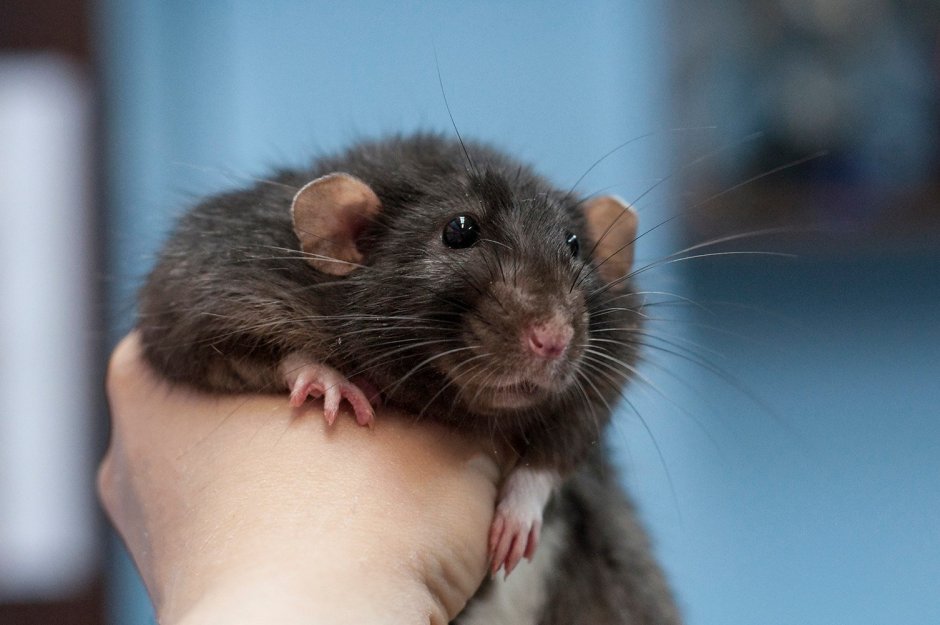 Голубая крыса Дамбо купить