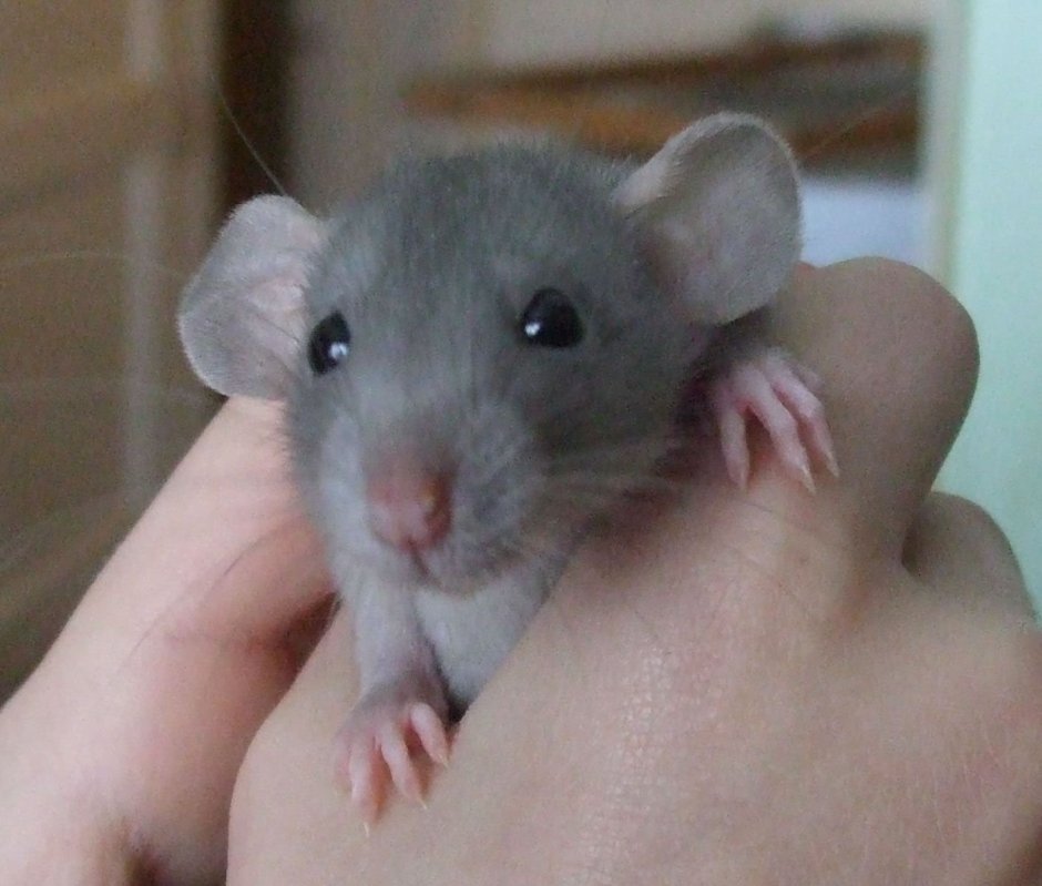 Крысята Дамбо