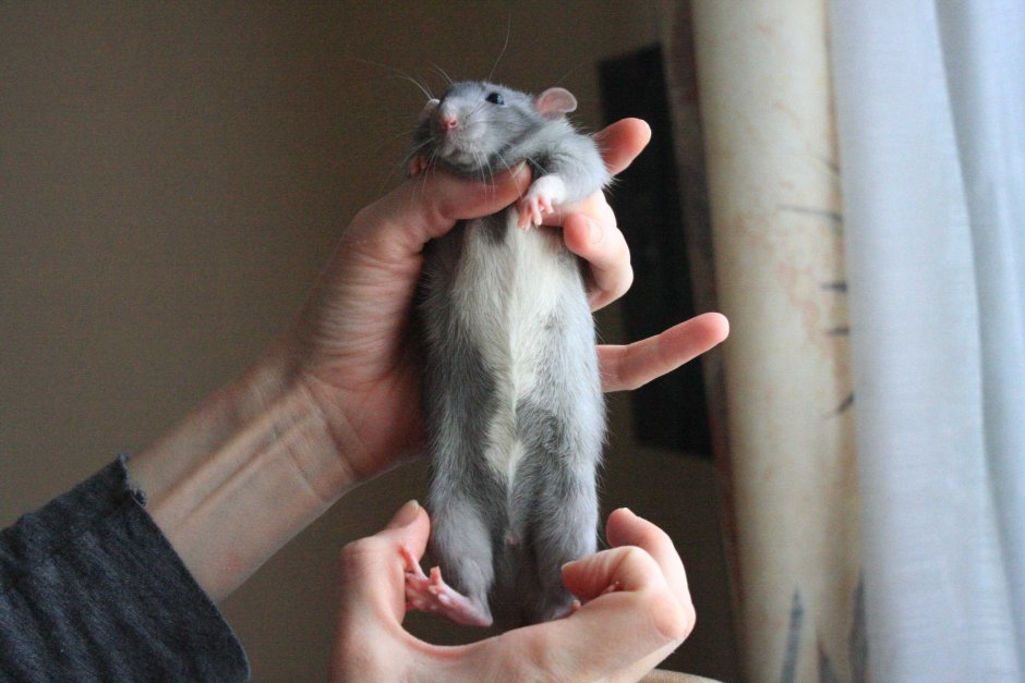 Крыса Дамбо белая