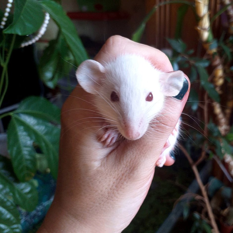 Крыса Дамбо капюшоновая