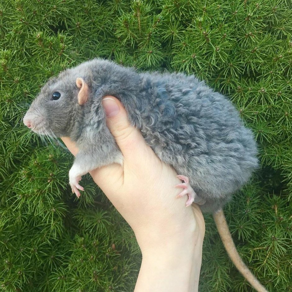 Крыса Дамбо белая