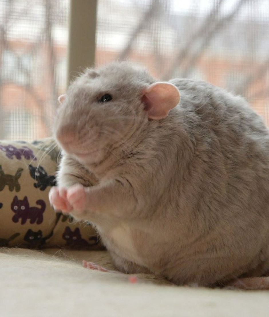 Серая большая крыса Пасюк