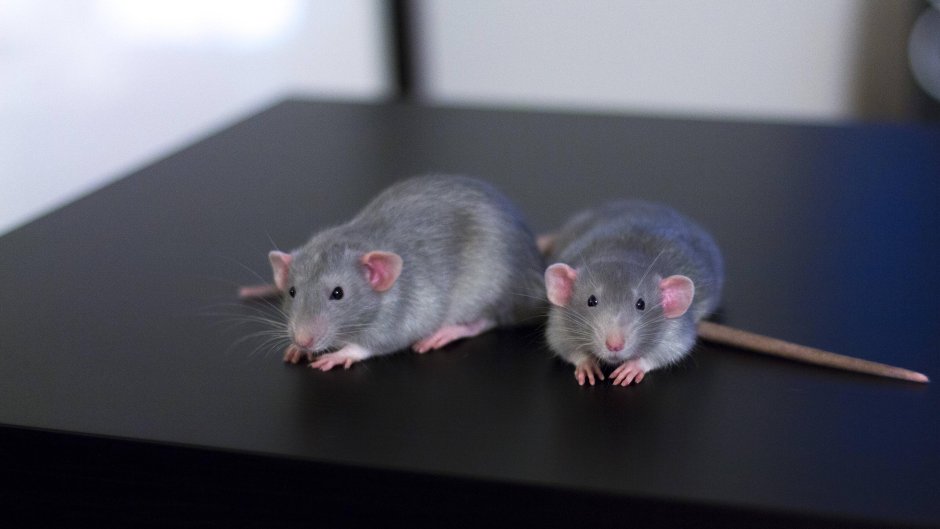 Крыса Дамбо голубая