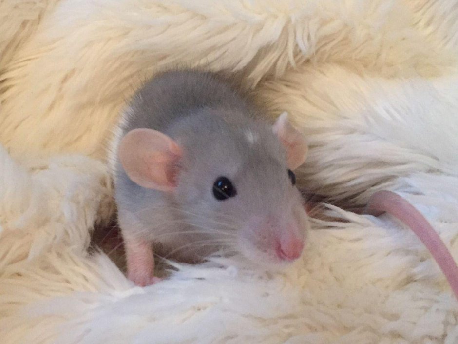 Крыса Дамбо голубая