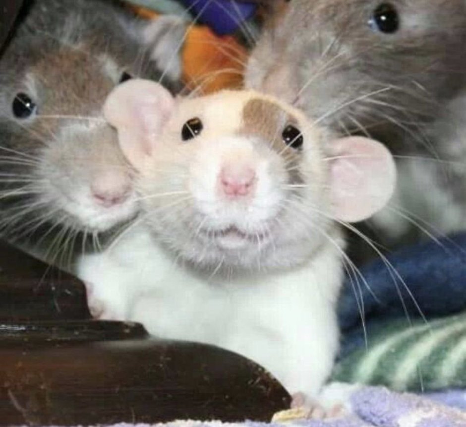 Крыса Дамбо вельветин