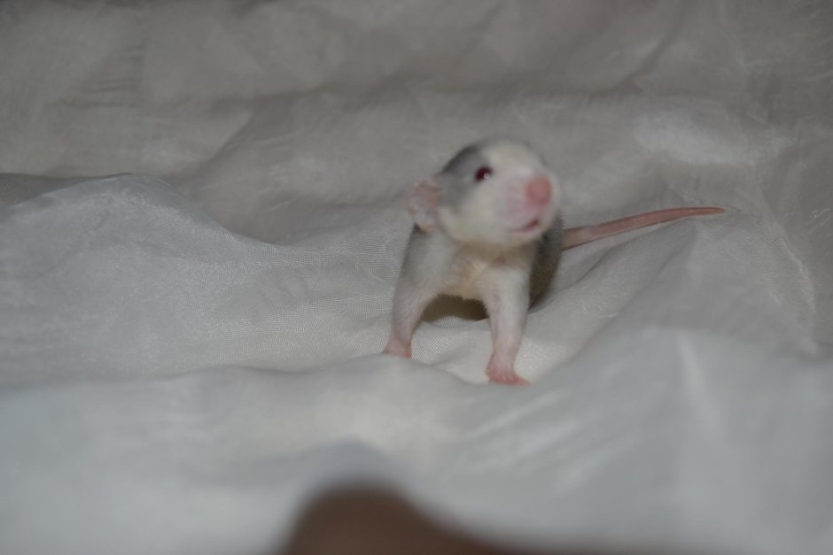 Крыса с голубыми глазами