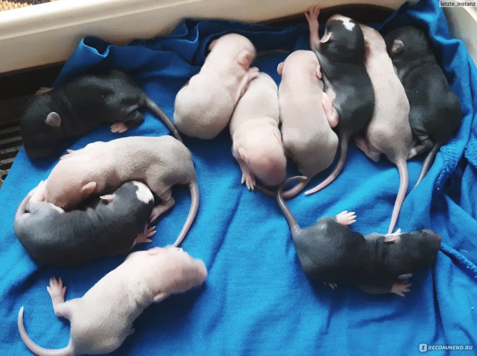 Голубоглазая крыса