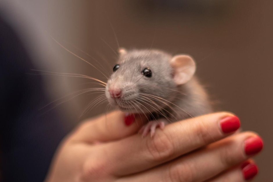 Крысята Дамбо голубая норка