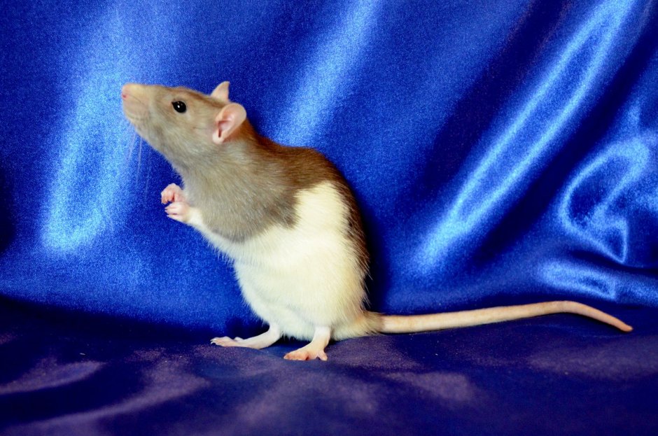 Крыса Дамбо голубая