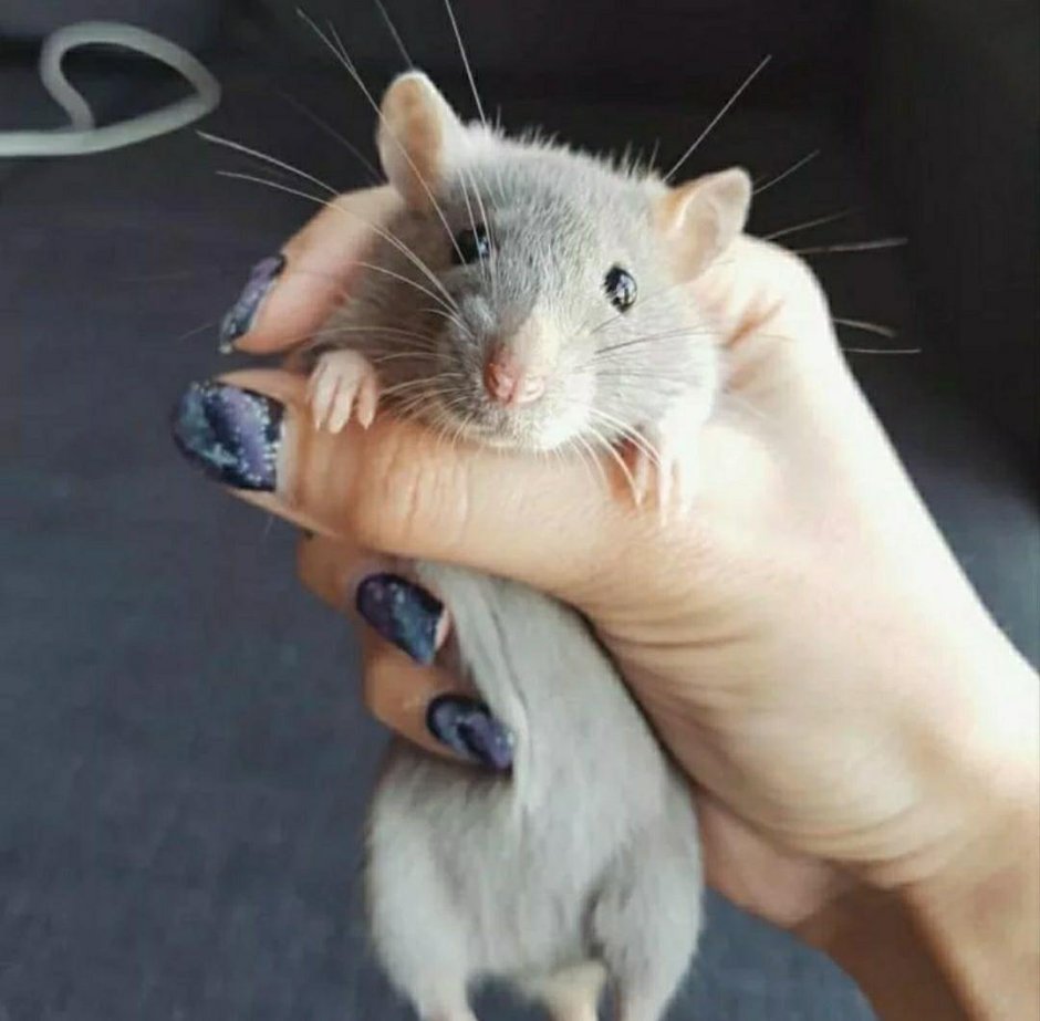 Крыса Дамбо альбинос