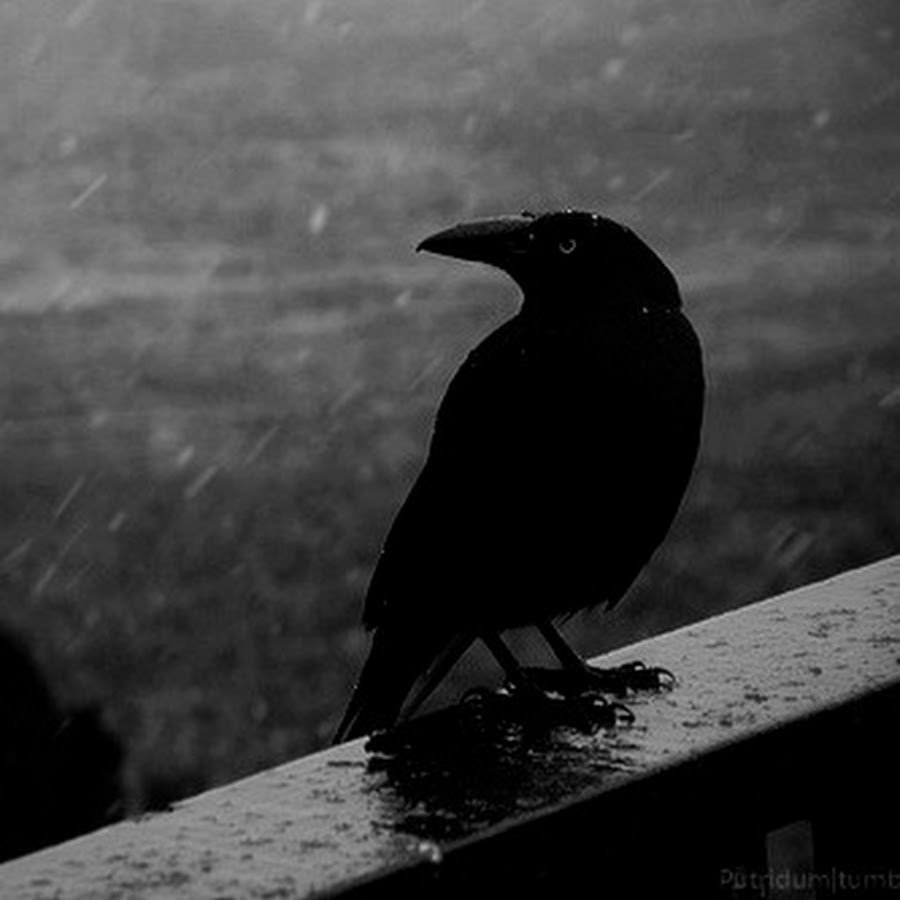 Черная птица с синими глазами