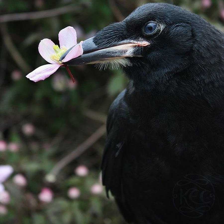 Человек с вороном на руке