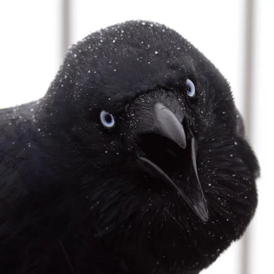 Глаза ворона