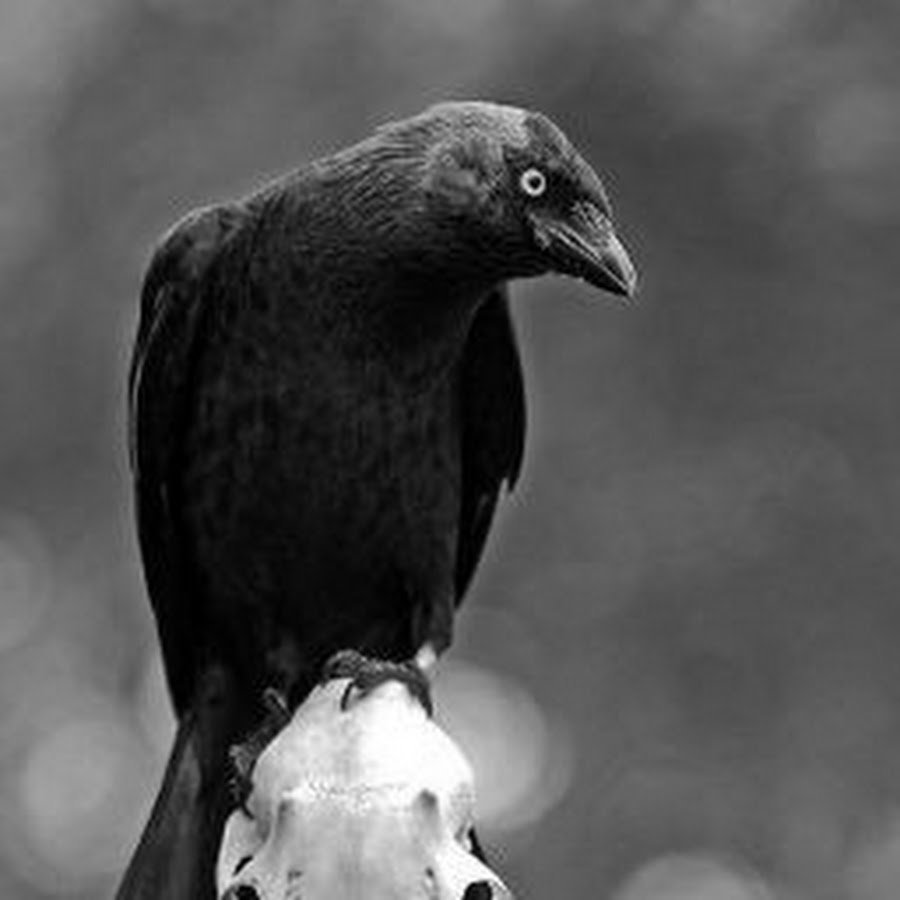 Черная птица 2022